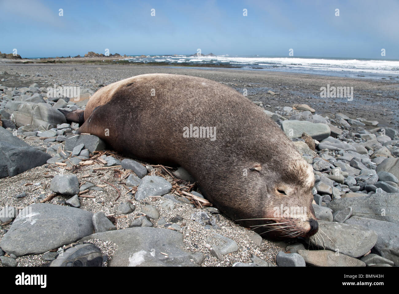 Deceased crested Sea Lion 'Bull' , beach. Stock Photo
