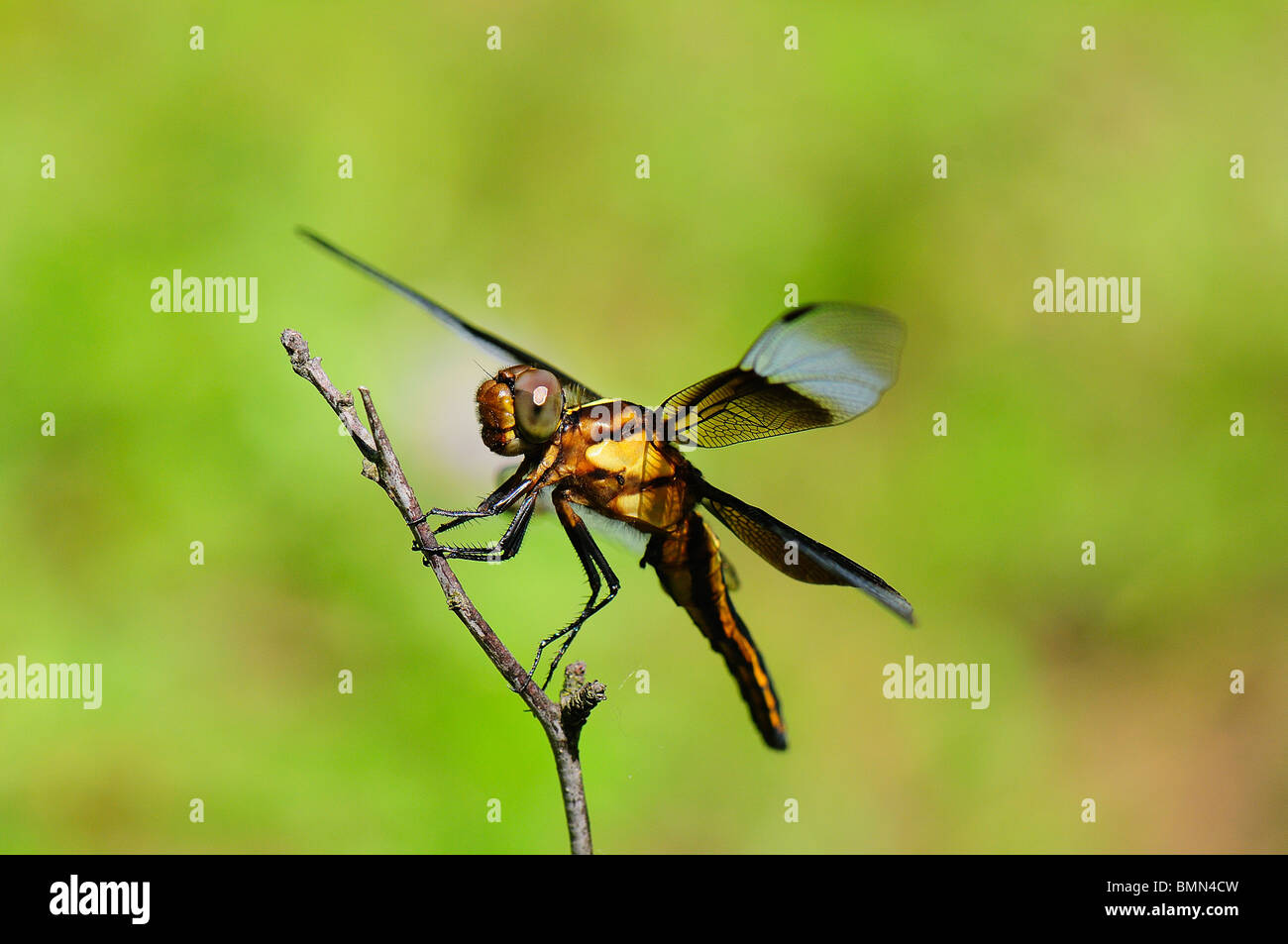 Female Widow Skimmer resting on a twig Stock Photo - Alamy
