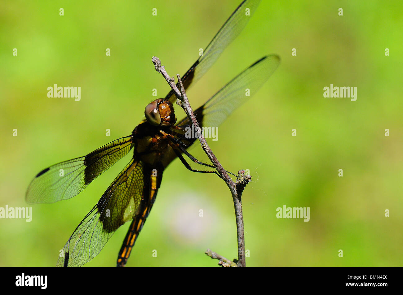 Female Widow Skimmer resting on a twig Stock Photo - Alamy