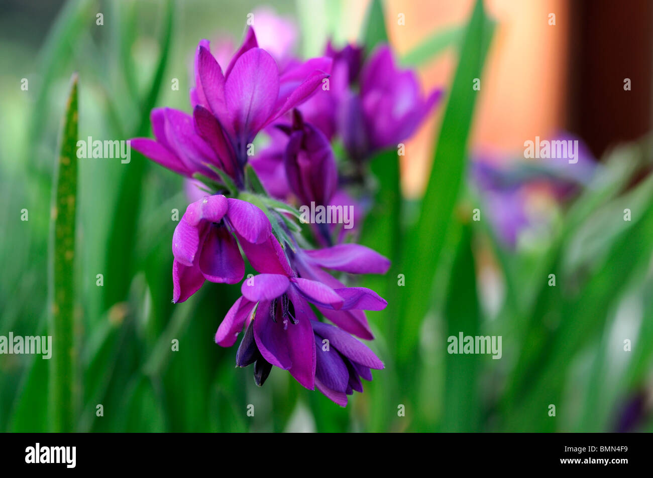 Babiana stricta purple sensation baboon flower bloom blossom perennial bulb Iridaceae Crocoideae Stock Photo