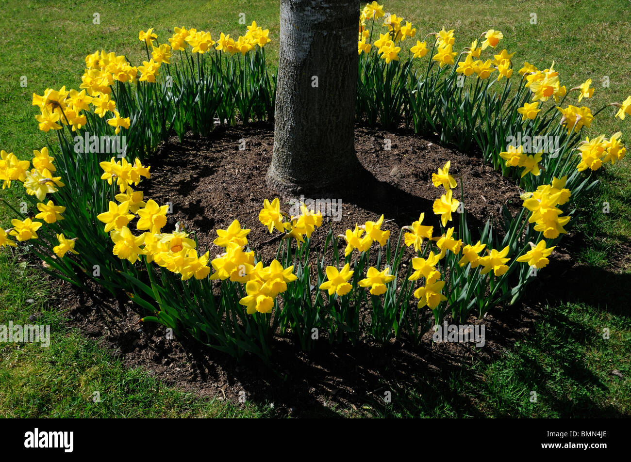 full circle ring of daffodils surround surrounding encircled encircle at the base of a tree trunk spring bloom blossom flower Stock Photo