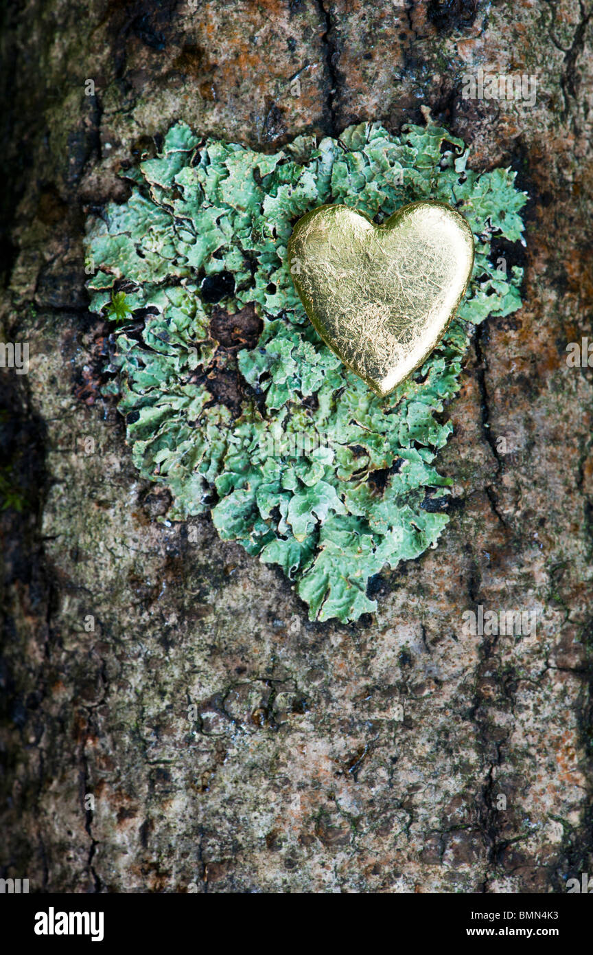 Gold heart shape on wood with lichen Stock Photo