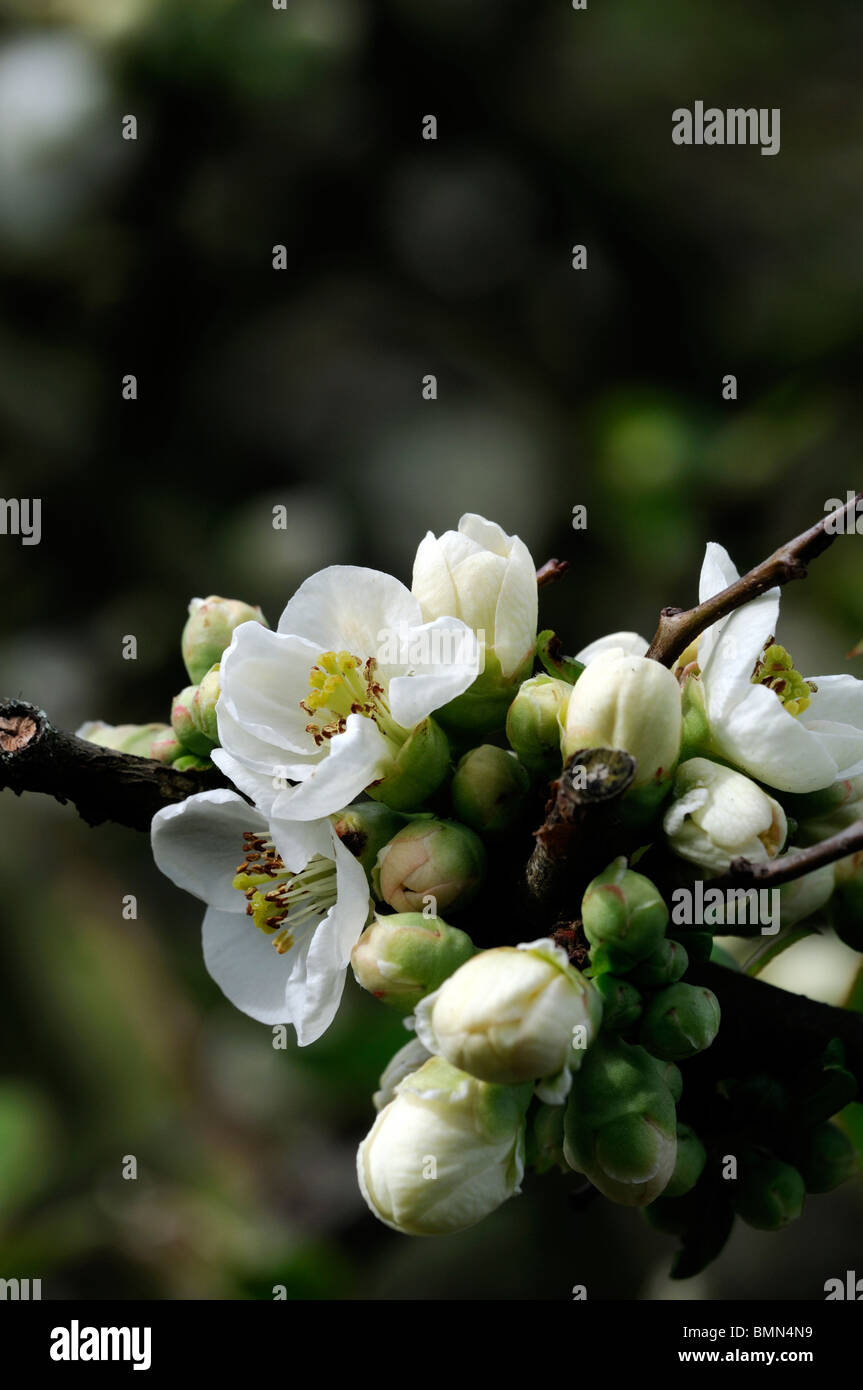 Flowering quince Chaenomeles speciosa nivalis cultivar hardy shrub white flowers spring flower bloom blossom Stock Photo