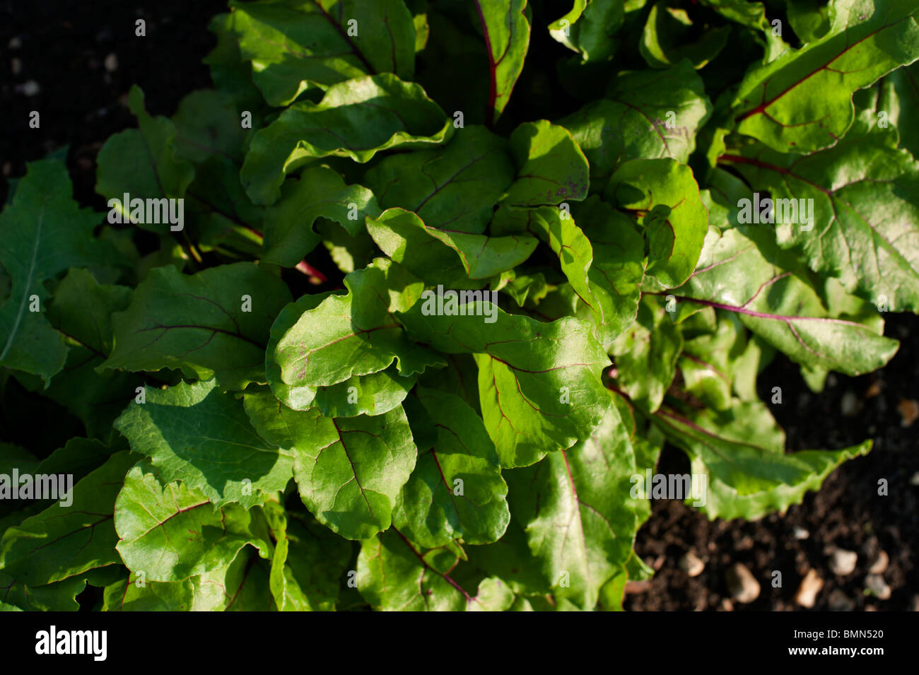 Beets growing in an orgainc allotment, as seen from above in mid-June. Stock Photo