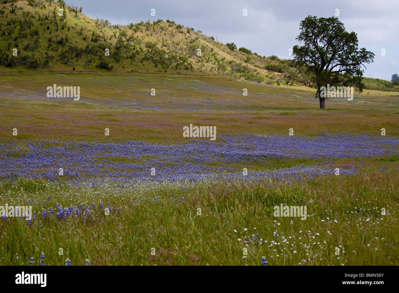 Colorful field of wildflowers with a California live oak tree in spring ...