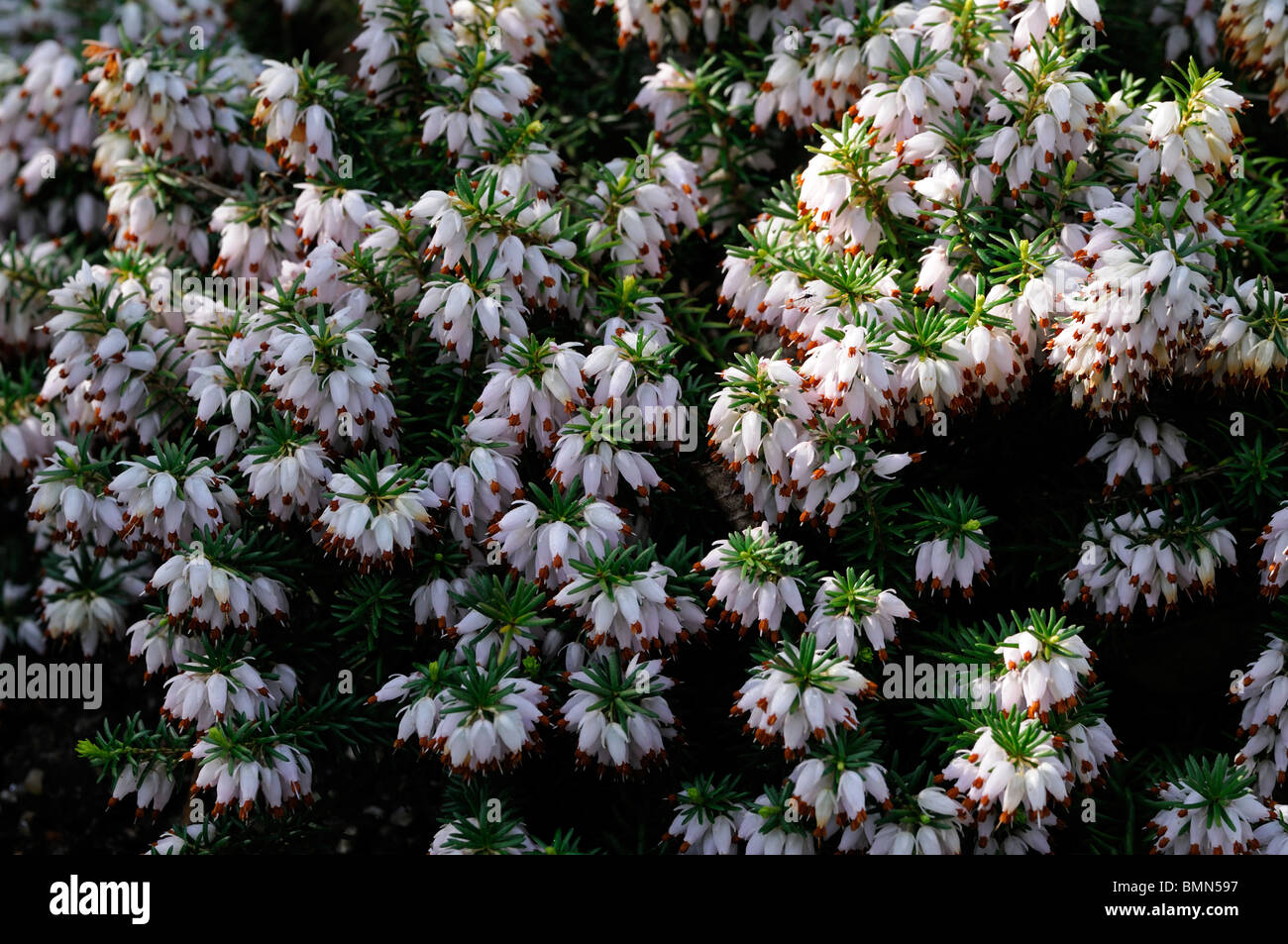 Erica carnea golden starlet white Winter heath Winter Flowering Heather Spring heath syn. herbacea mediterranea Stock Photo