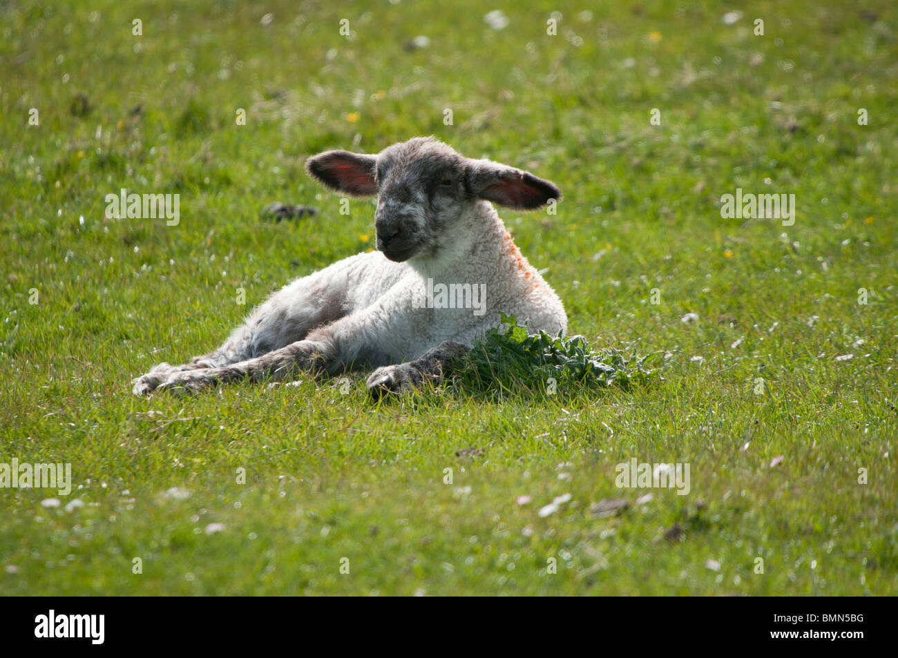 Sheep ears hires stock photography and images Alamy