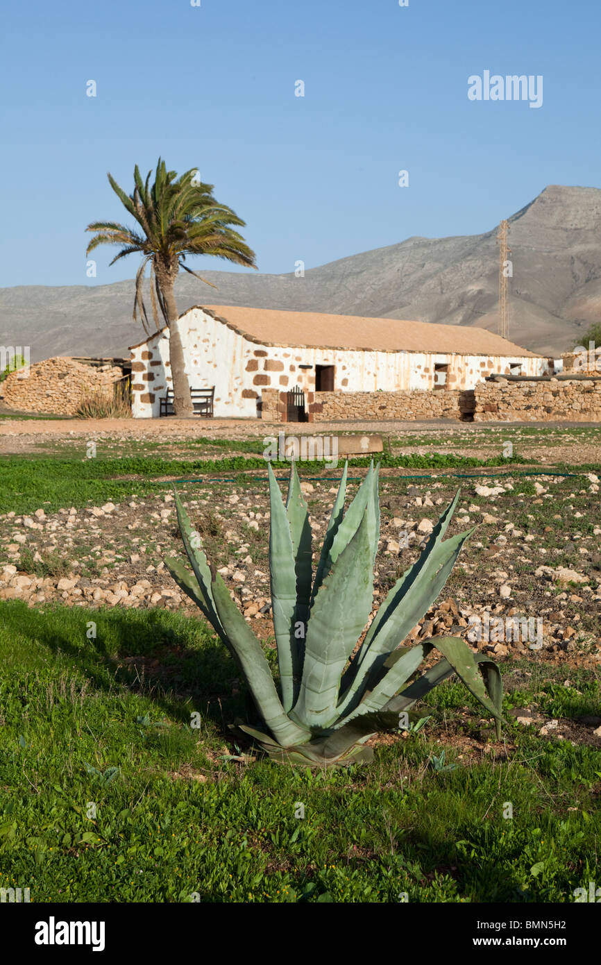 Aloe Vera growing at the Ecomuseo de La Alcogida, an open air museum, near  Tefia on the Canary island of Fuerteventura Stock Photo - Alamy