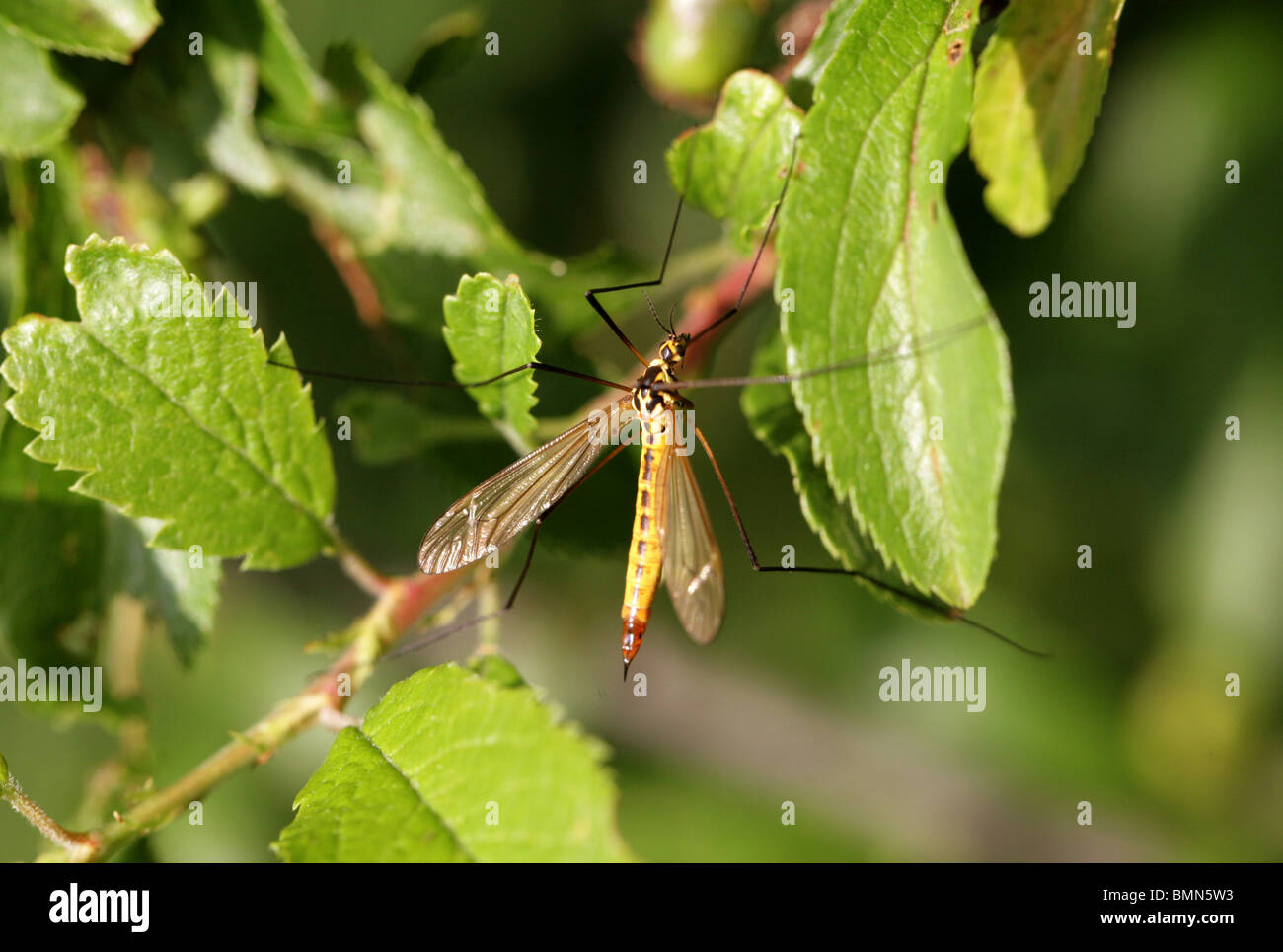 Spotted Crane-Fly, Nephrotoma appendiculata, Tipulidae, Diptera. Stock Photo