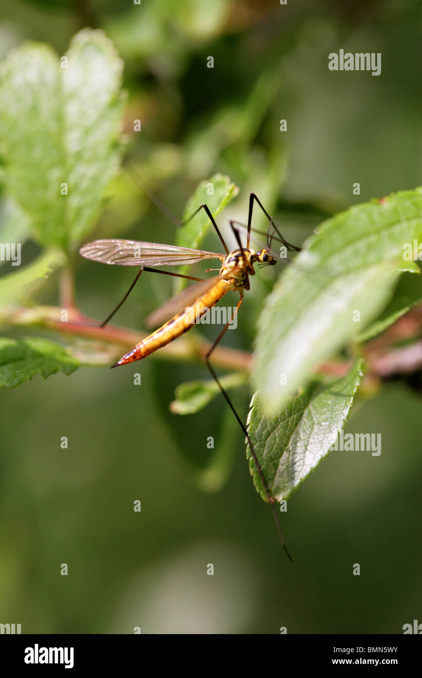 Spotted Crane-Fly, Nephrotoma appendiculata, Tipulidae, Diptera. Stock Photo