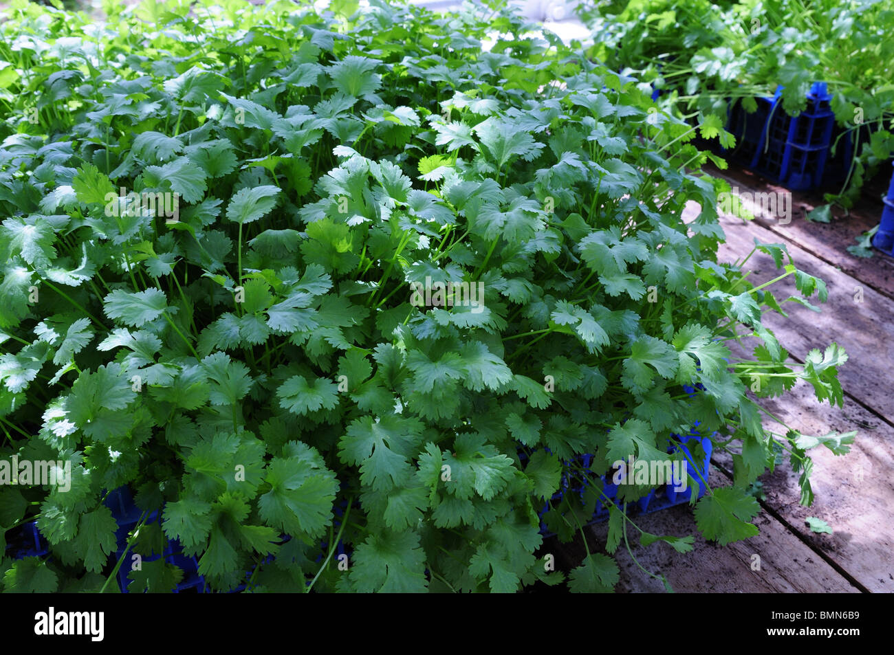 Coriander Herb Coriandrum salivum growing in recycled boxes
