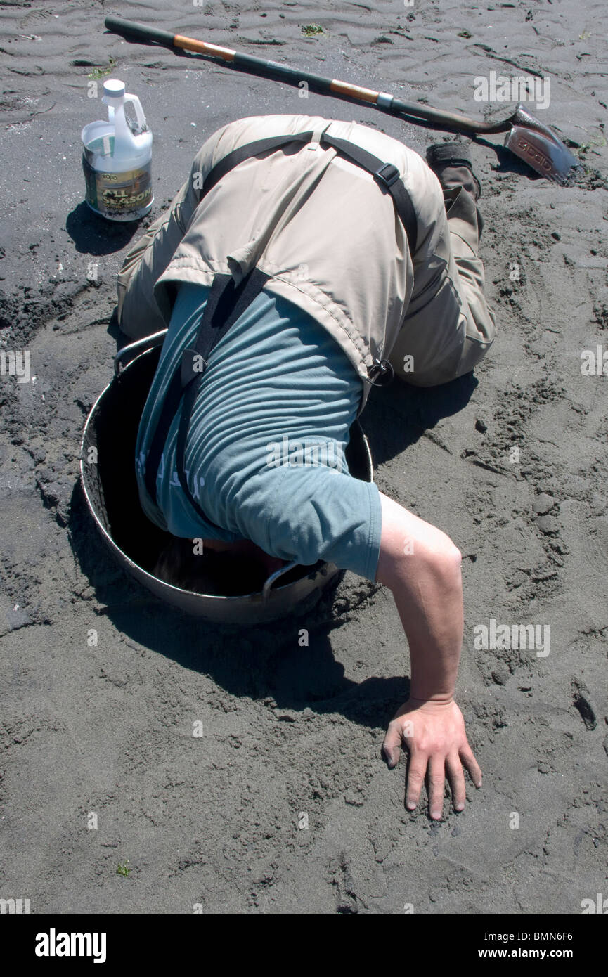 Geoduck clams hires stock photography and images Alamy
