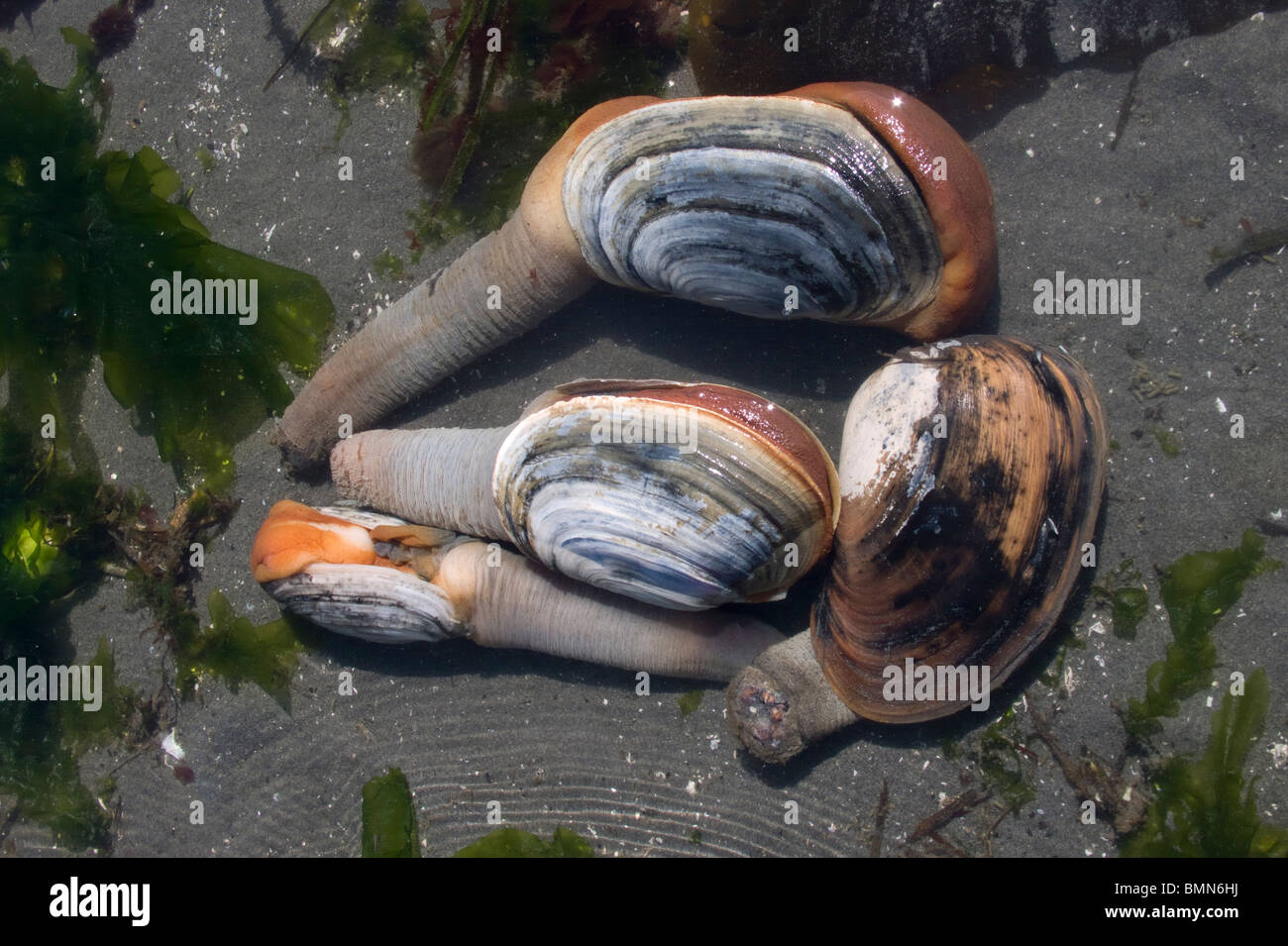 Clam digging washington hires stock photography and images Alamy