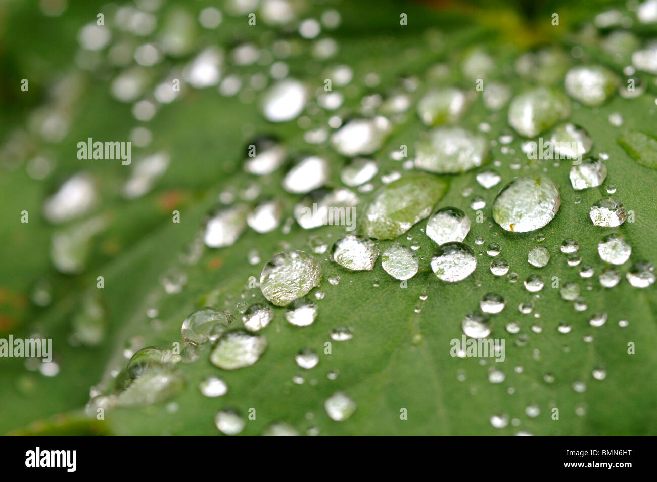Water beading on Alchemilla mollis leaves after the rain. Stock Photo