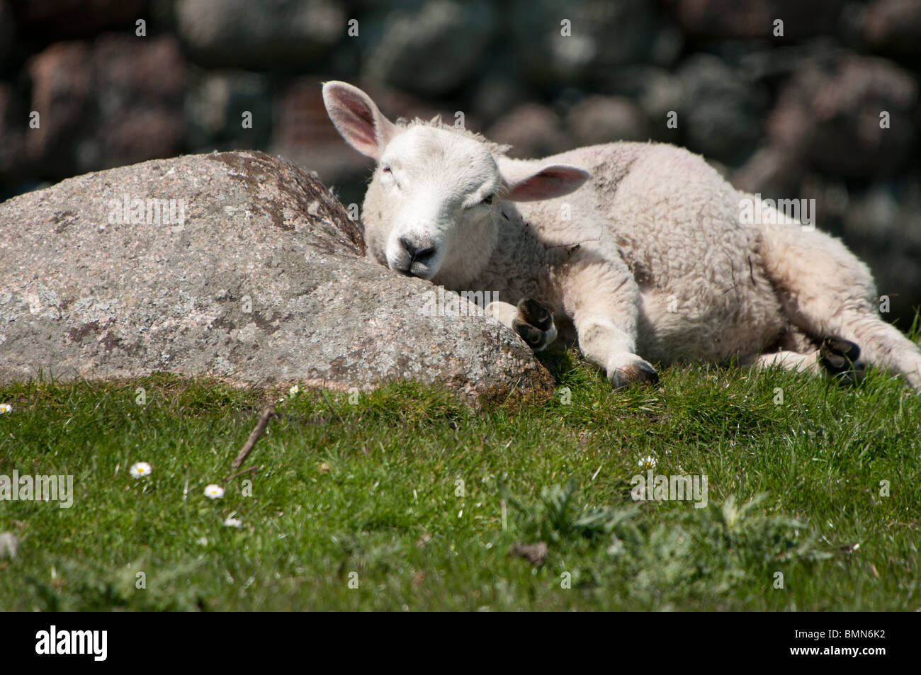 Lamb using rock as pillow Stock Photo