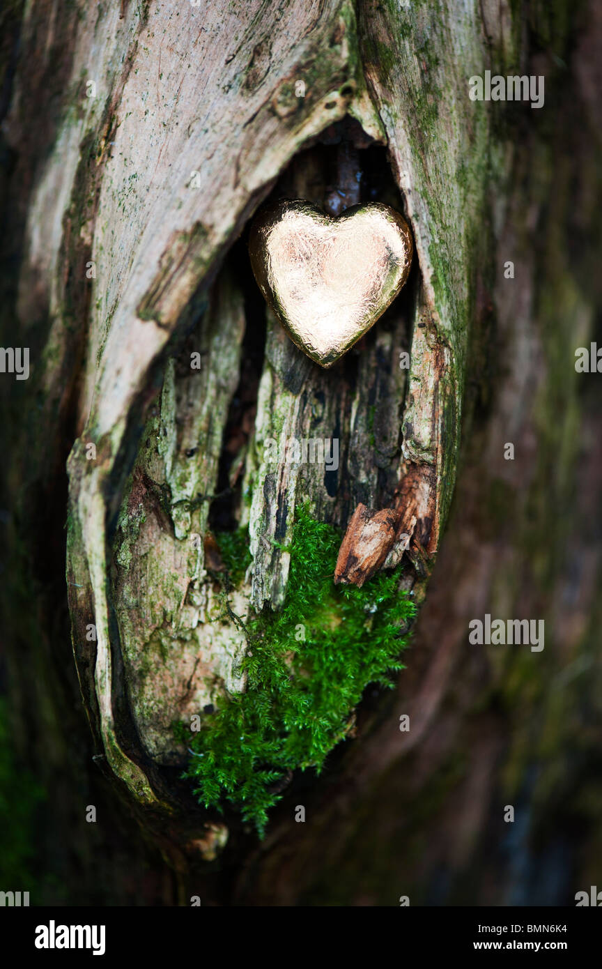 Gold heart shape on wood with lichen Stock Photo