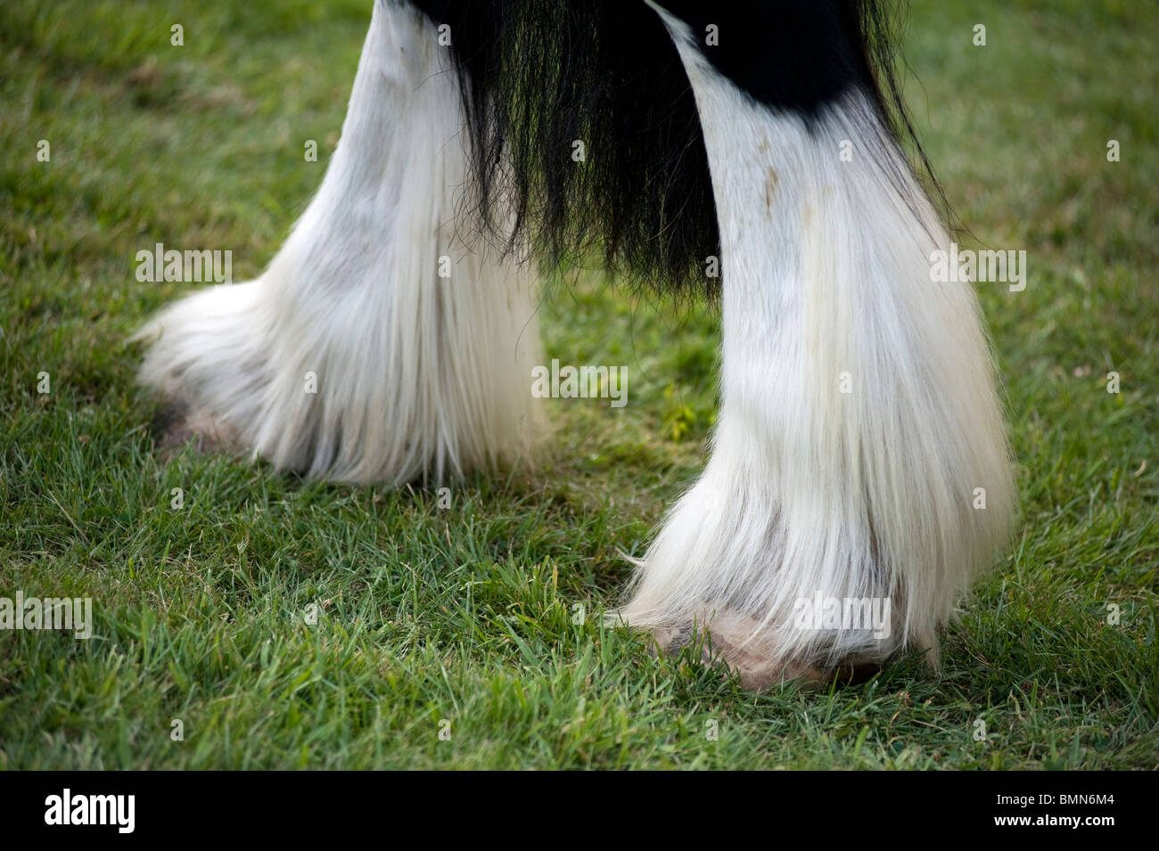 shire horse hooves Stock Photo
