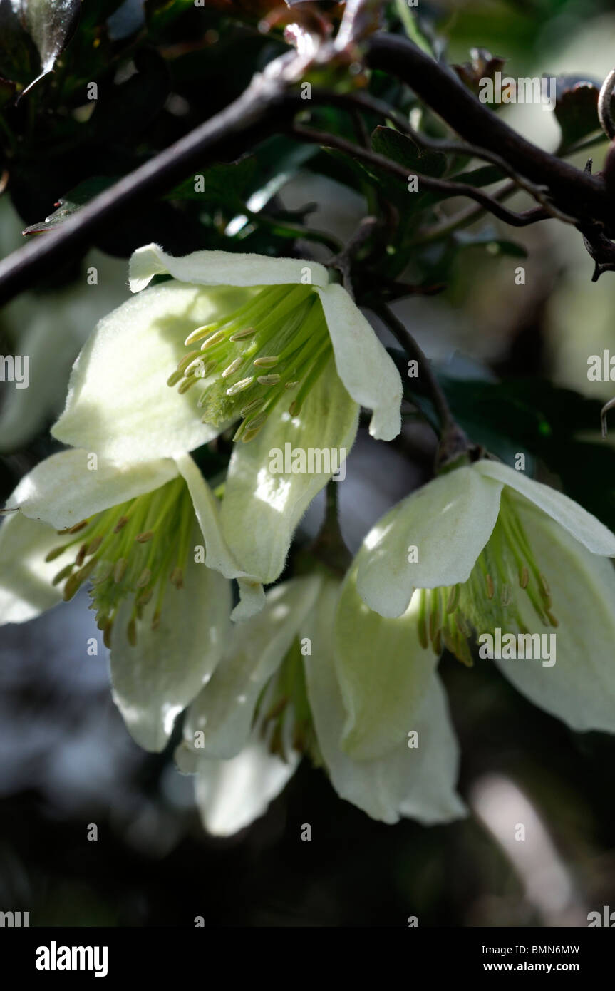 Clematis cirrhosa Fern-leaved Evergreen Traveller's Joy Bower flower bloom blossom spring cream white color colored Stock Photo