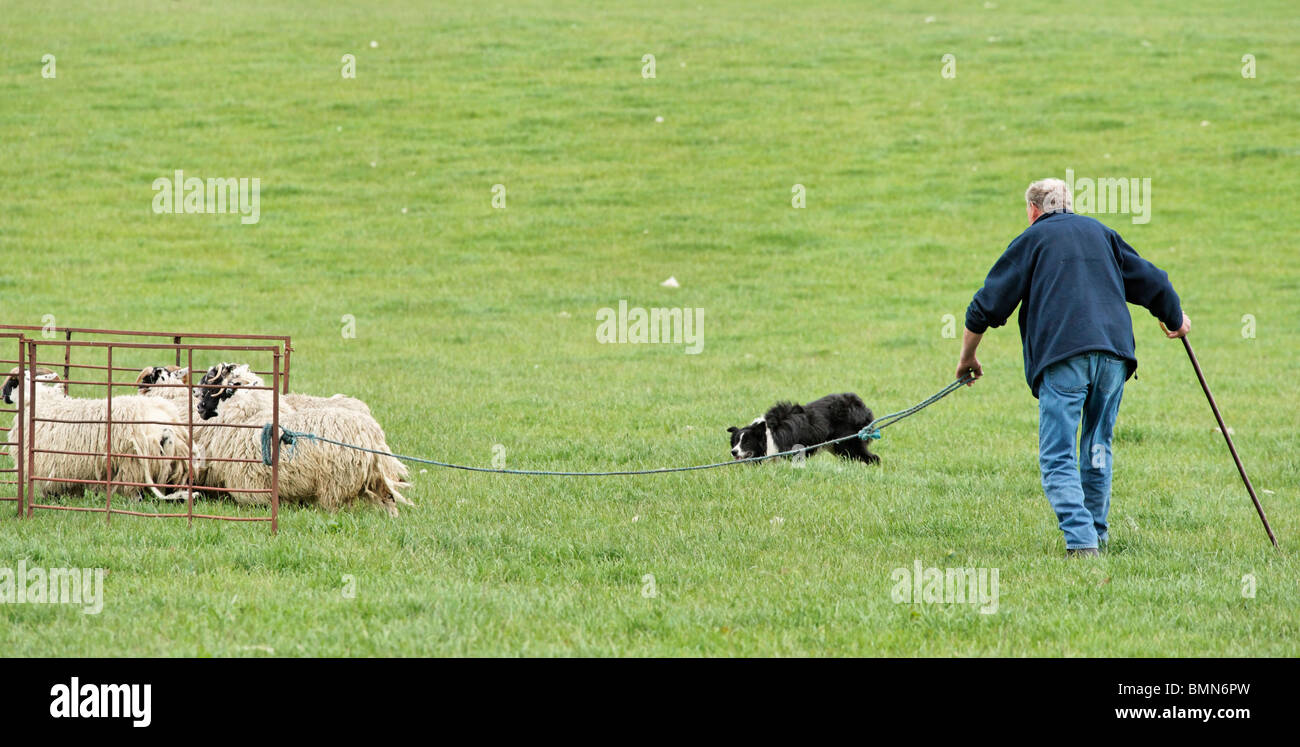 Competitor at the 2010 Scotsheep sheep-dog trials Stock Photo