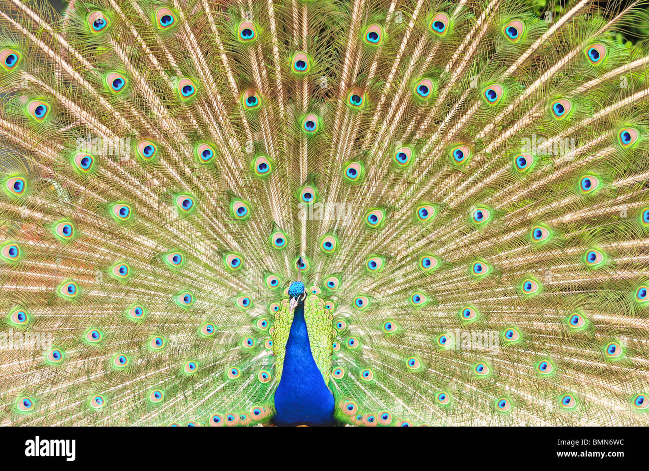 peacock displaying feathers Stock Photo