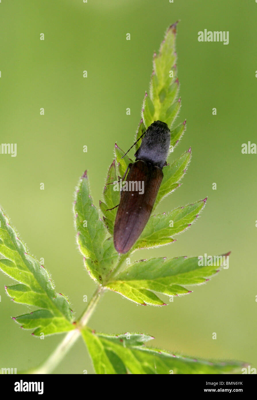 Click Beetle, Athous haemorrhoidalis, Elateridae, UK Stock Photo