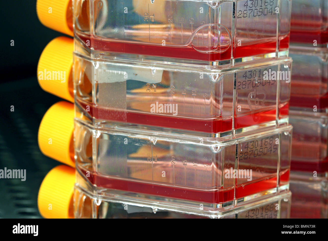 Cell culture growing viruses in an incubator Stock Photo Alamy