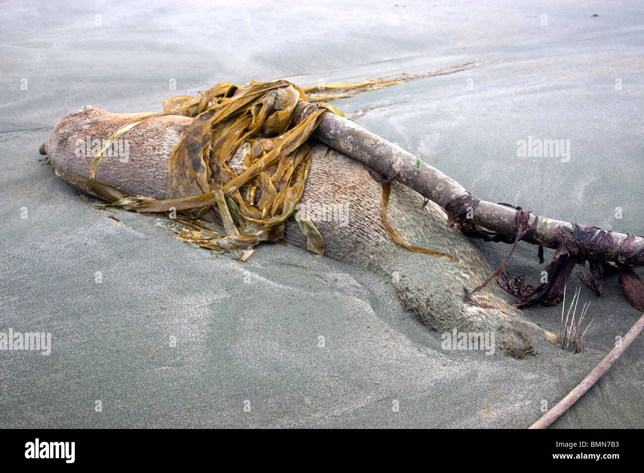 Deceased Immature Sea Lion 'yearling' , covered with kelp, deposited on beach. Stock Photo