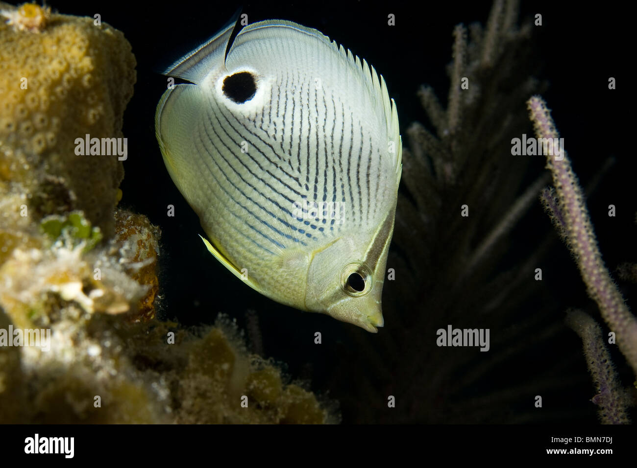Four eyed butterfly fish Chaetodon capistratu Stock Photo