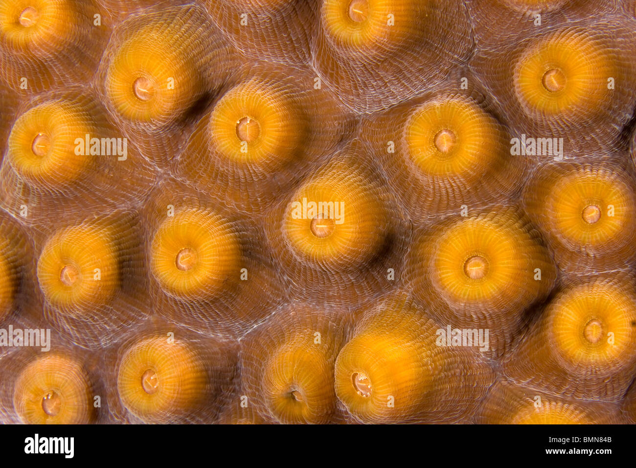 Close up of hard coral underwater macro Stock Photo