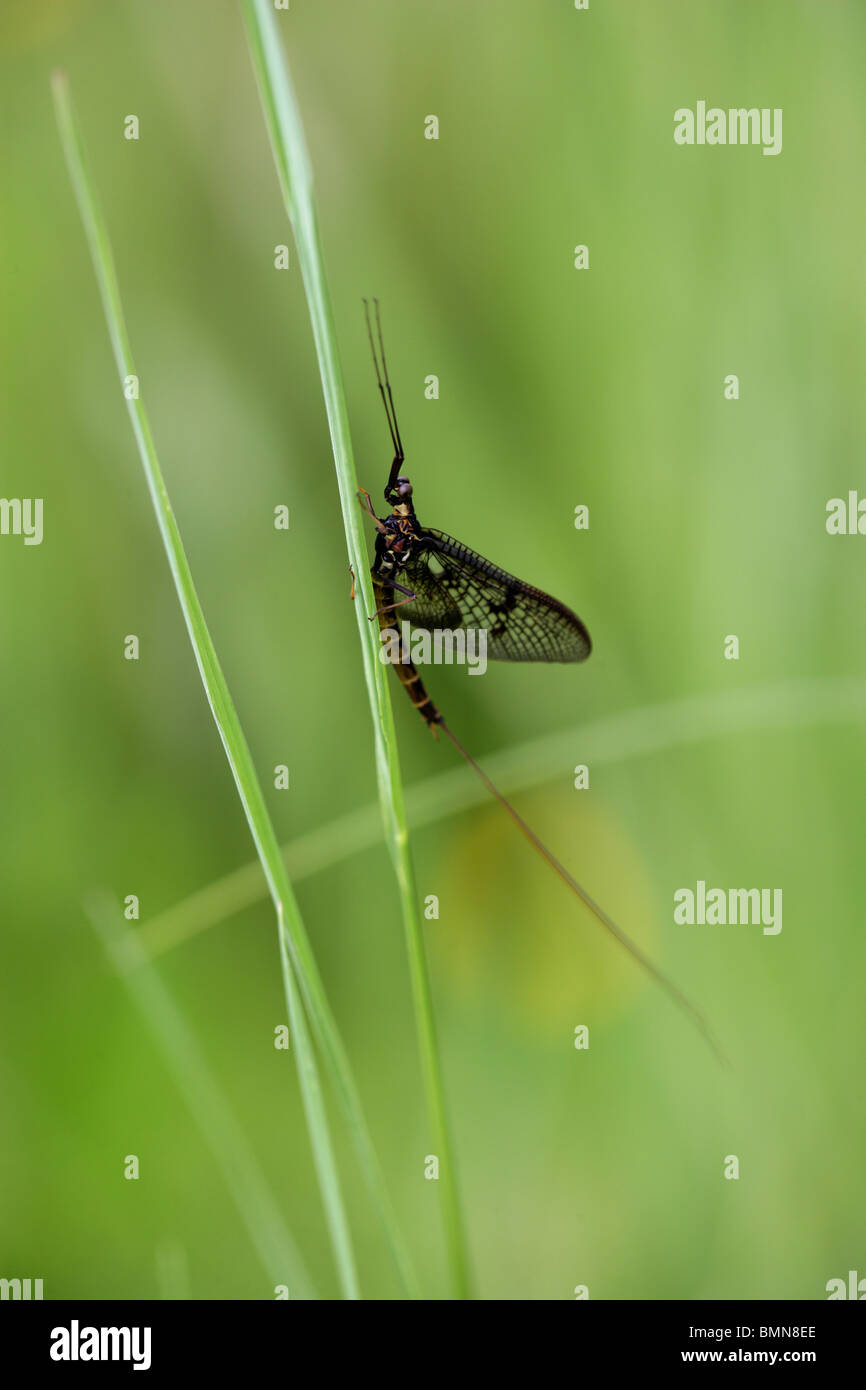 Mayfly, Ephemera vulgata, Ephemeridae, Ephemeroptera. Stock Photo