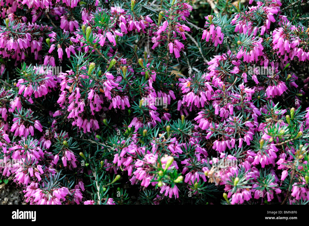 Erica carnea loughbrigg pink Winter heath Winter Flowering Heather Spring heath syn. herbacea mediterranea Stock Photo