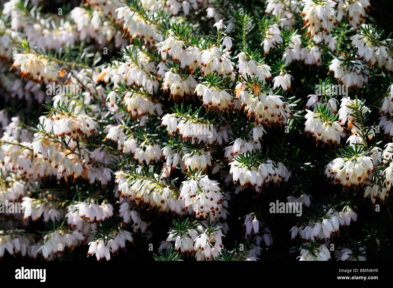 Erica carnea tanja pink Winter heath Winter Flowering Heather Spring heath syn. herbacea mediterranea Stock Photo