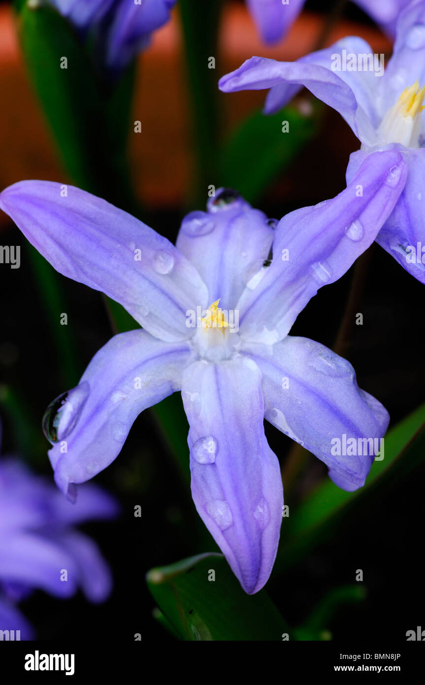 Chionodoxa luciliae syn Chionodoxa gigantea Scilla luciliae glory of the snow blue blossoms spring flowers blooming bloom Stock Photo