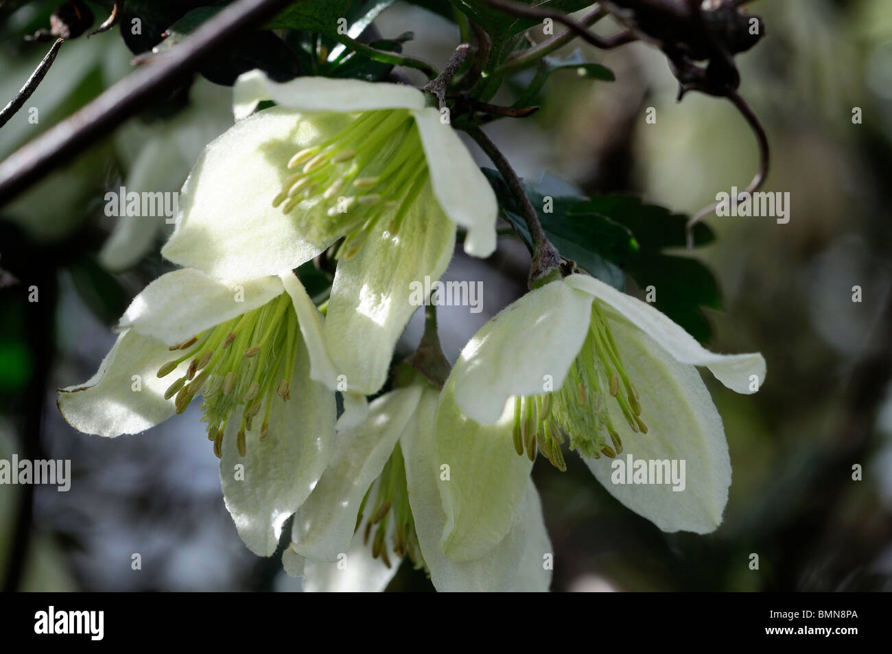 Clematis cirrhosa Fern-leaved Evergreen Traveller's Joy Bower flower bloom blossom spring cream white color colored Stock Photo