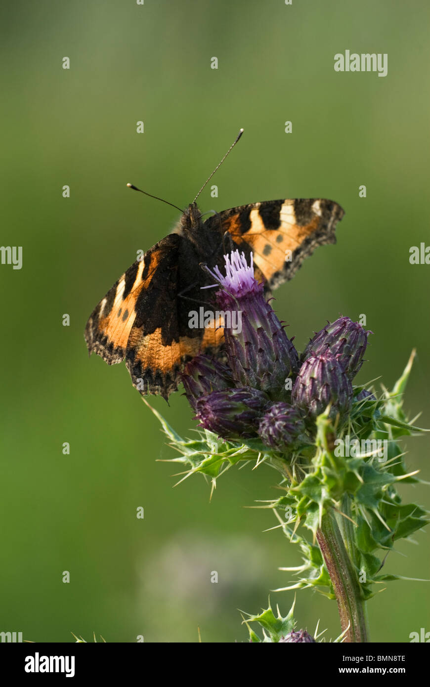 Small tortoiseshell butterfly, (Aglais urticae), feeding on thistle flowers, Norfolk Stock Photo