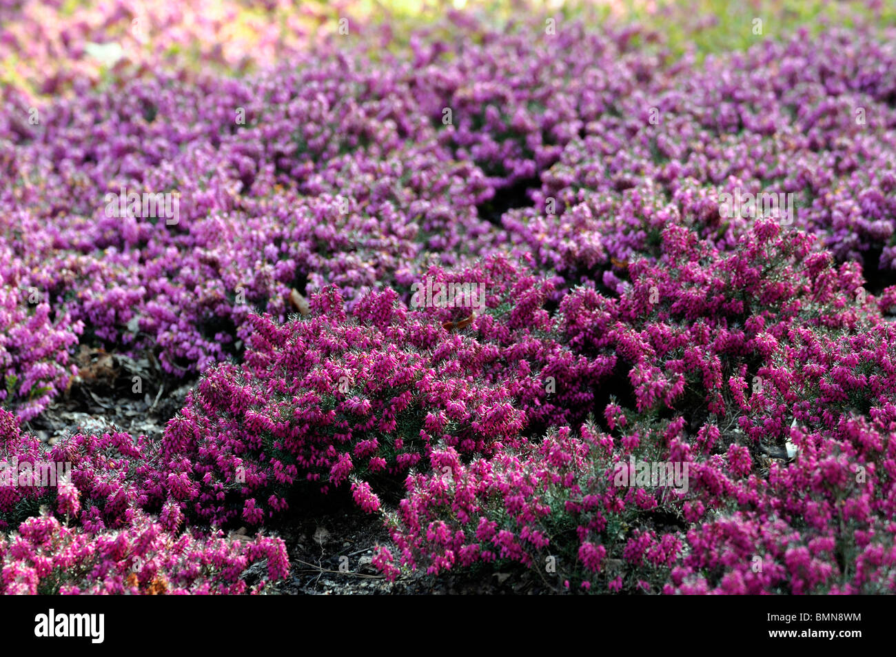 Erica carnea tanja pink Winter heath Winter Flowering Heather Spring heath syn. herbacea mediterranea Stock Photo