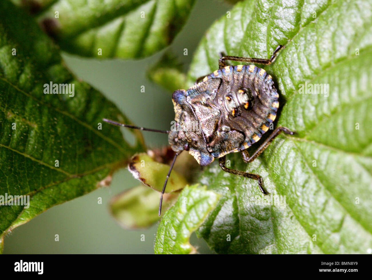 Forest Shieldbug, Final Instar of Pentatoma rufipes, Pentatomidae, Hemiptera. Last nymph stage