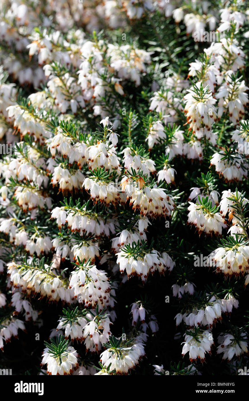 Erica carnea snowcap white Winter heath Winter Flowering Heather Spring heath syn. herbacea mediterranea Stock Photo