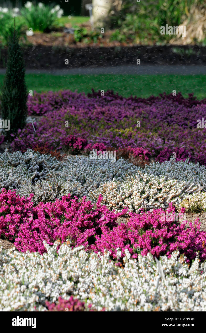 Erica carnea Winter heath Winter Flowering Heather Spring heath syn. herbacea mediterranea mixed planting red white pink purple Stock Photo