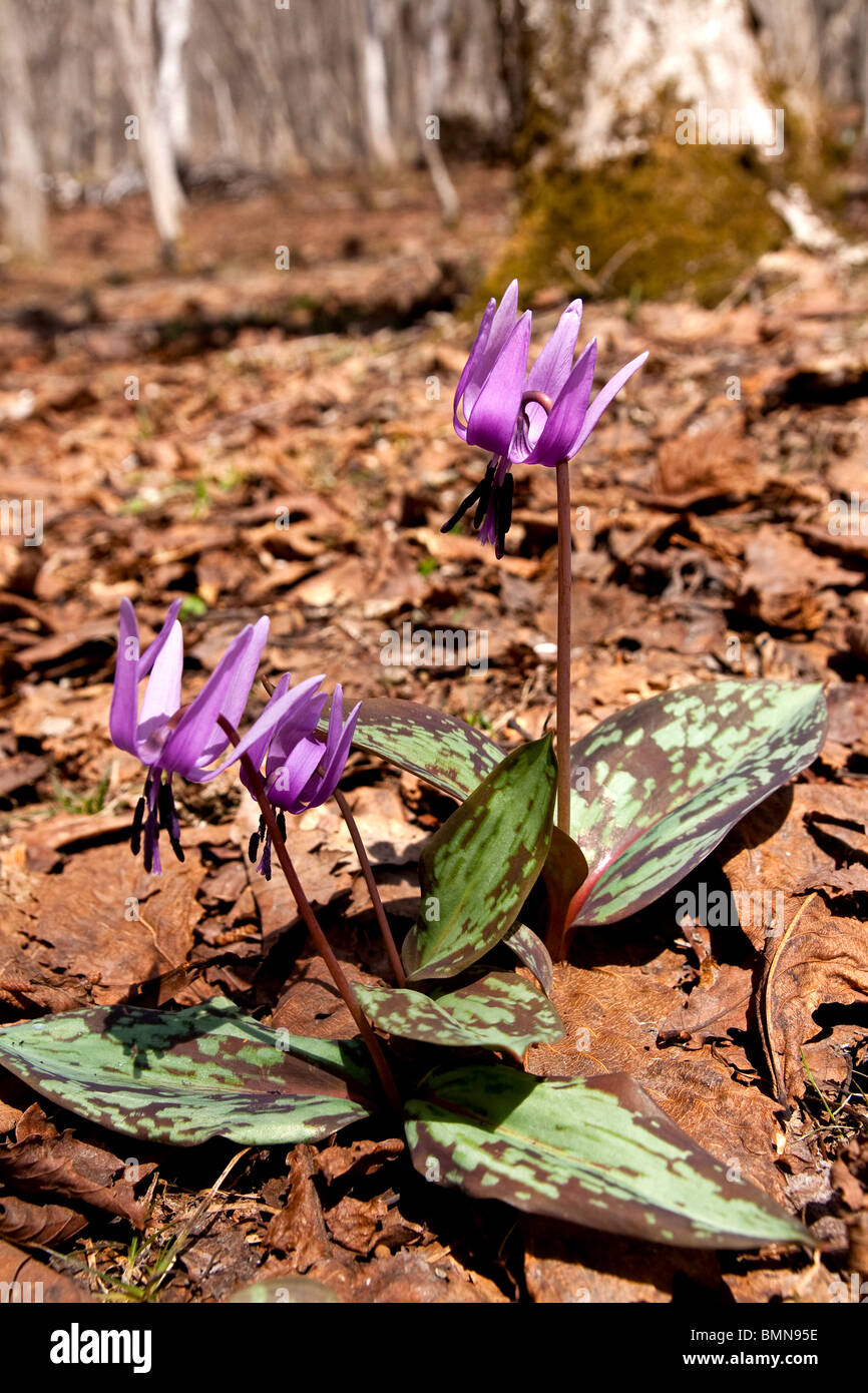 Katakuri no hana or Dog's Tooth Violet, (Erythronium japonicum) in bloom up in the mountainous forests of Togakushi, Japan. Stock Photo