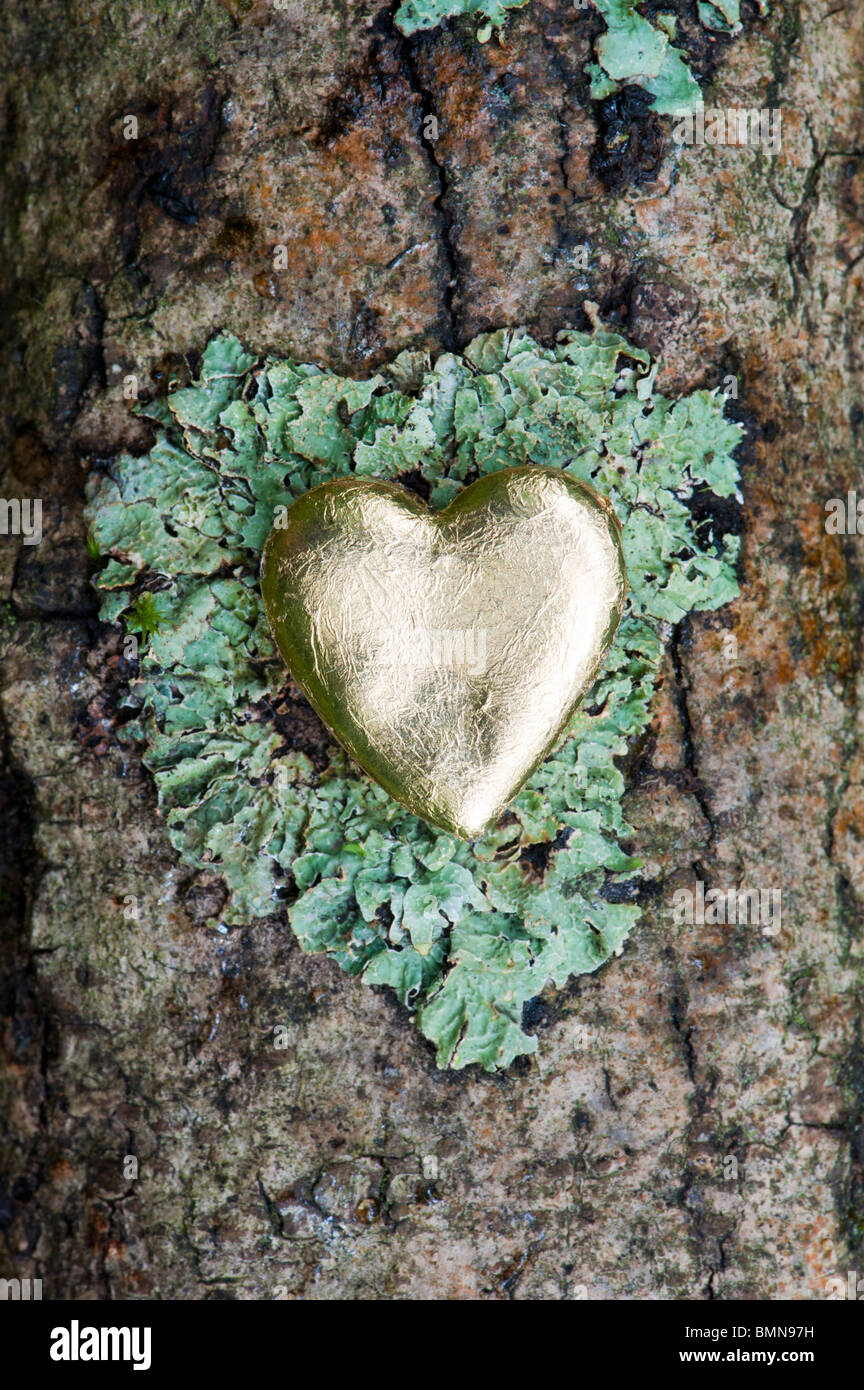 Gold heart shape on wood with lichen Stock Photo