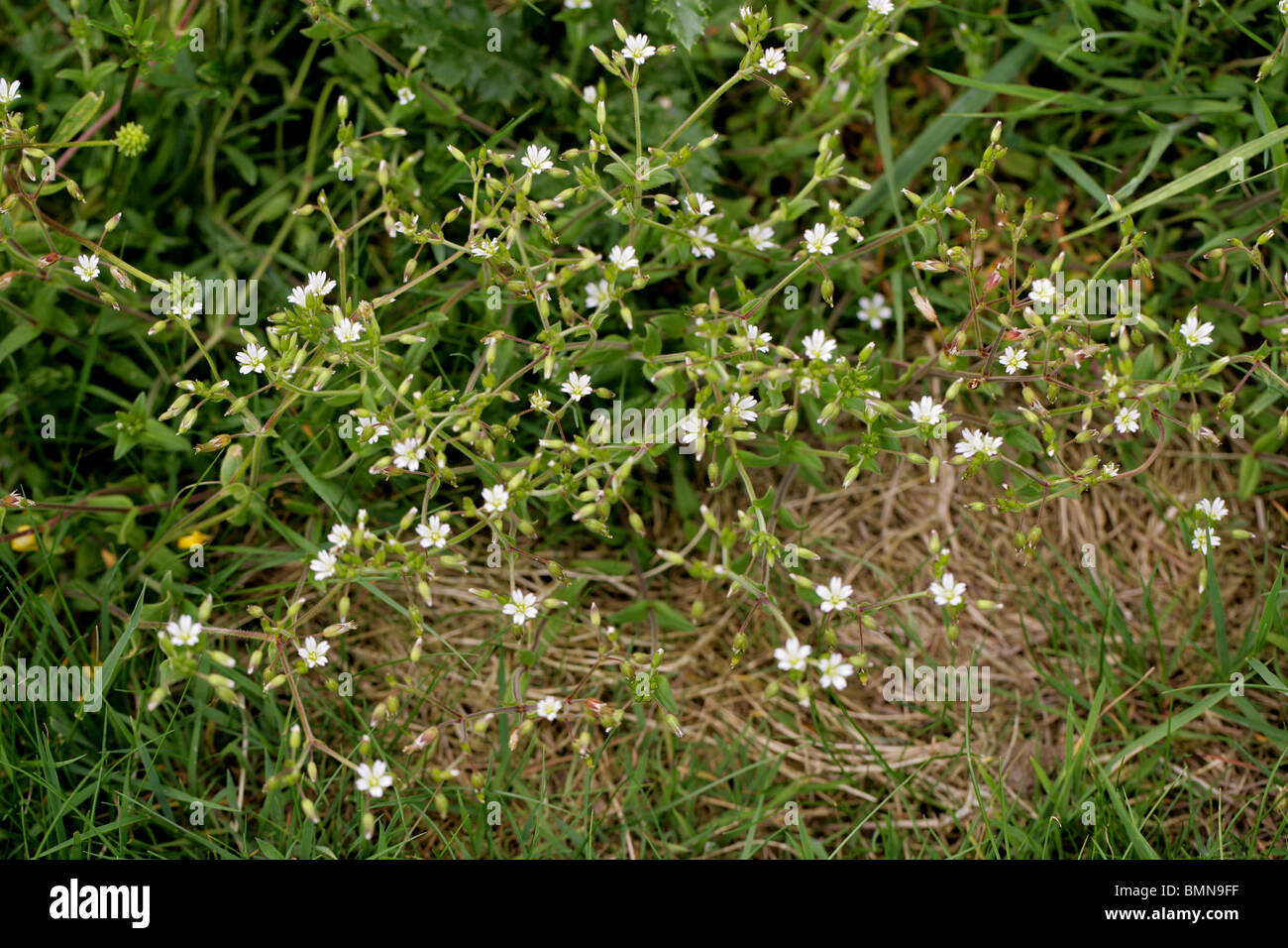 Common Mouse-ear, Cerastium fontanum, Caryophyllaceae, UK. Stock Photo