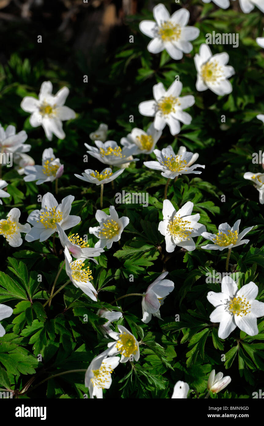 Anemone blanda Grecian Windflower tuberous perennial daisy-like spring blooming white flower blossom Stock Photo