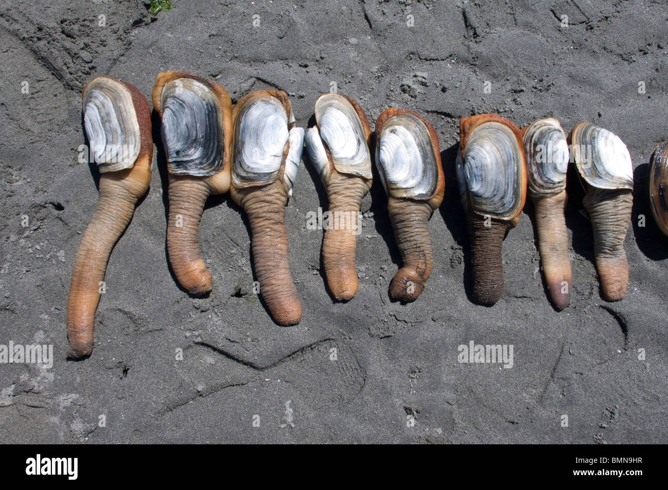 Clam digging hi-res stock photography and images - Alamy