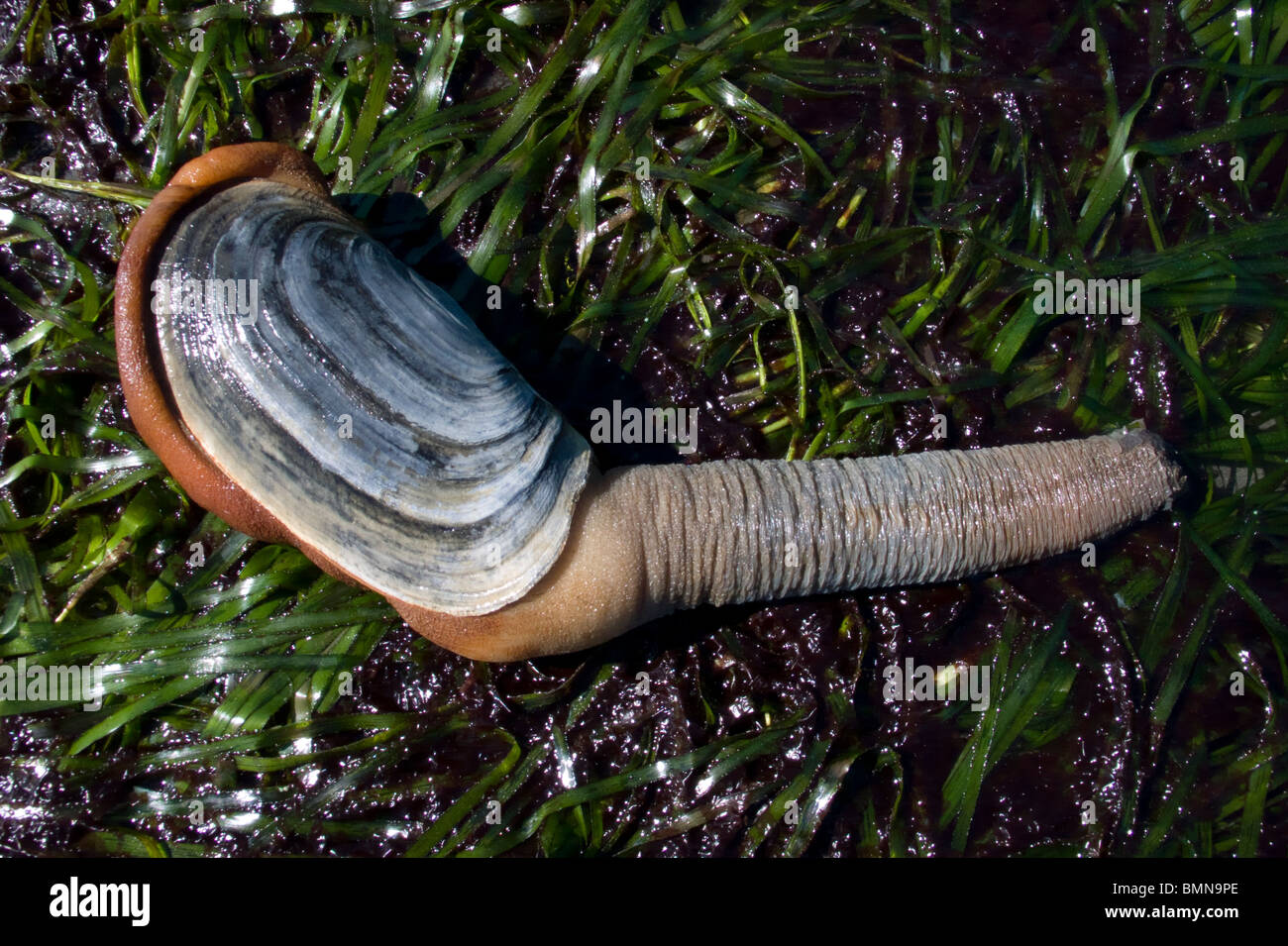 Geoduck clam digging on Washinton State's Puget Sound during a minus 3