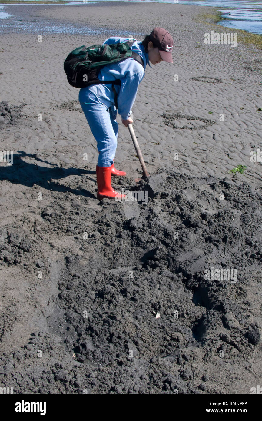 Geoduck clam digging on Washinton State's Puget Sound during a minus 3