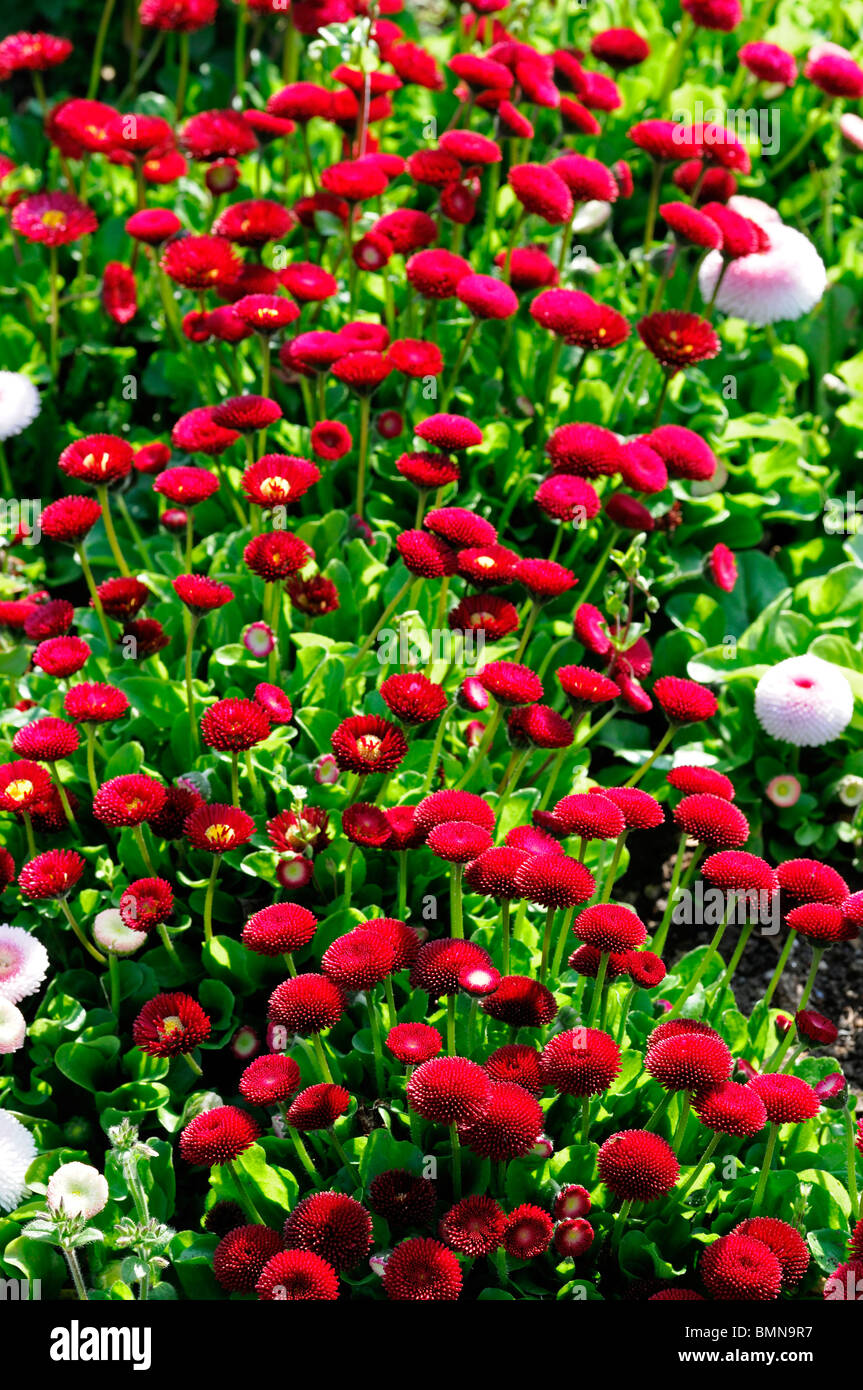 red Bellis Perennis AGM pomponette flower bloom blossom bed red cluster spring Stock Photo