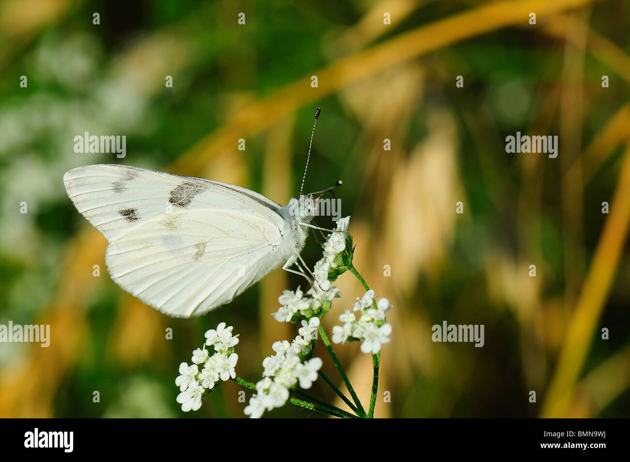 Cabbage White Butterfly Stock Photo
