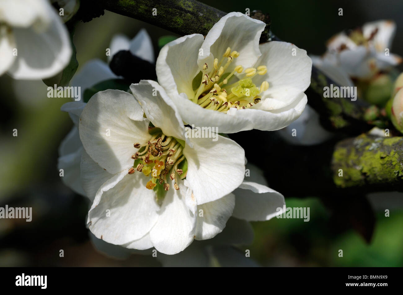 Flowering quince Chaenomeles speciosa nivalis cultivar hardy shrub white flowers spring flower bloom blossom Stock Photo