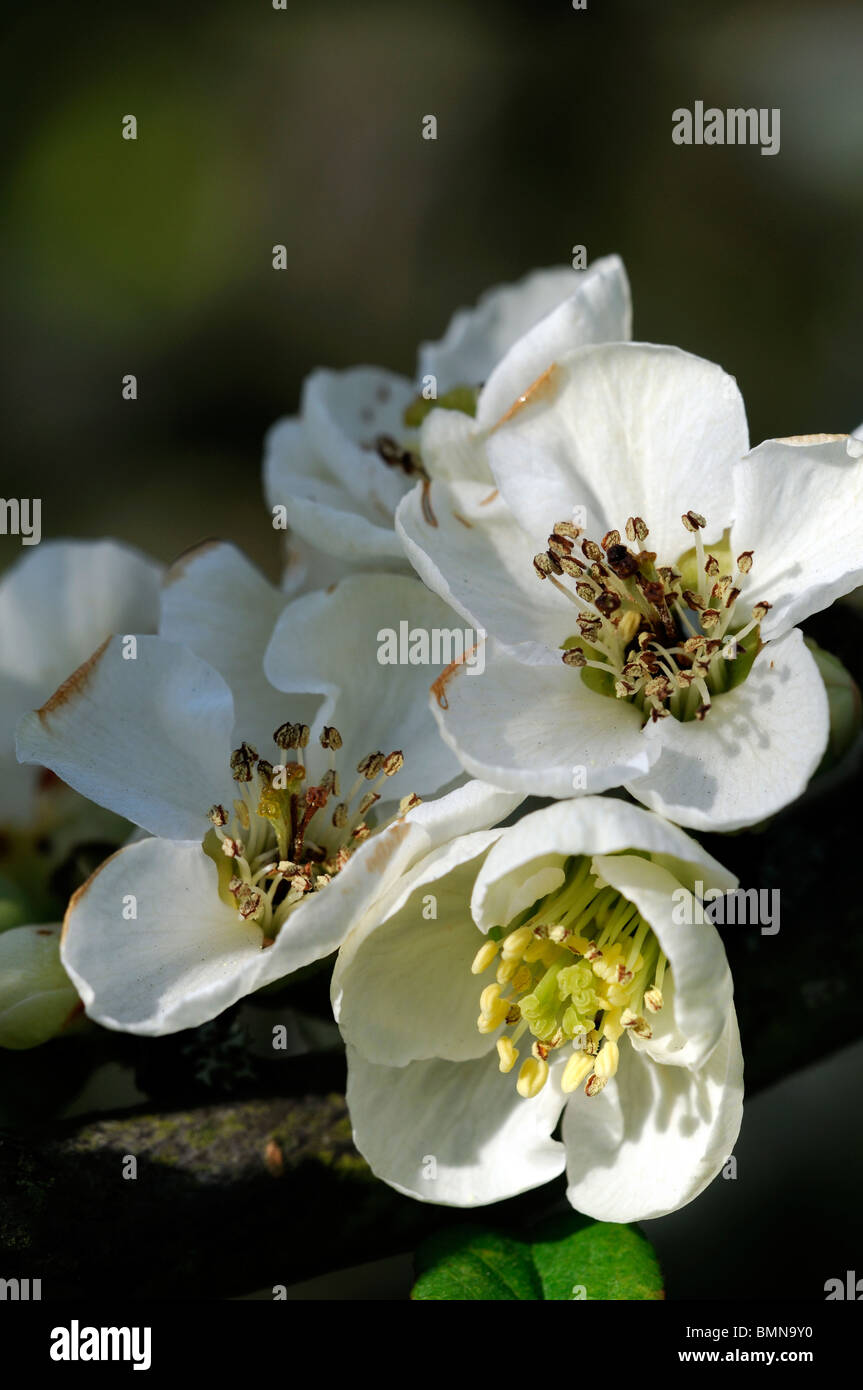 Flowering quince Chaenomeles speciosa etna cultivar hardy shrub white flowers spring flower bloom blossom Stock Photo